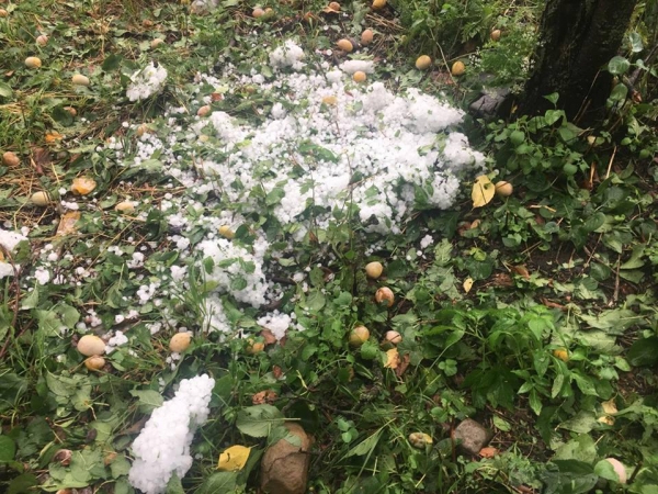 20-წუთიანმა სეტყვამ ახმეტის მუნიციპალიტეტში ვენახები, ხეხილი და საკარმიდამო ნაკვეთები გაანადგურა