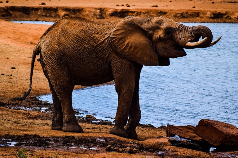 elephant-drinking-1636105342.jpg