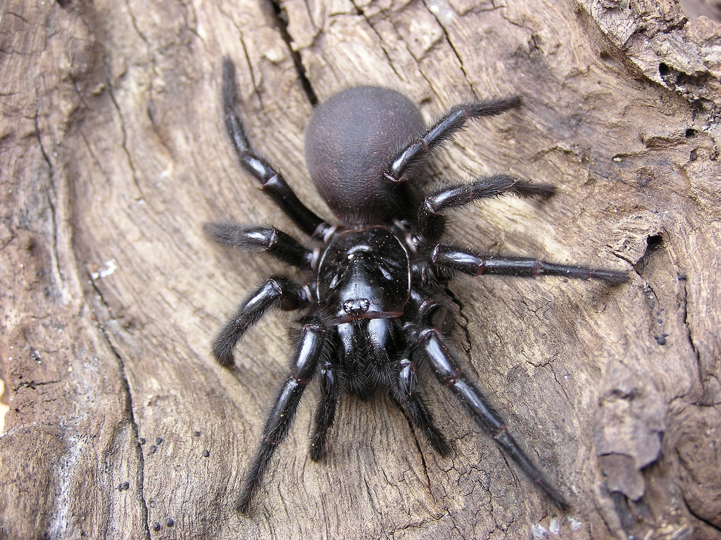 funnel-web-spider-1642583784.jpg