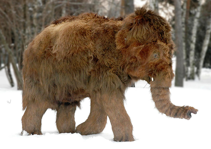 baby-woolly-mammoth-by-el-cabrito-d4nk899-fullview-1644053707.jpg
