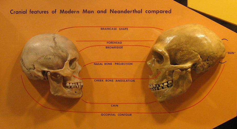 sapiens-neanderthal-comparison-1644488614.jpg
