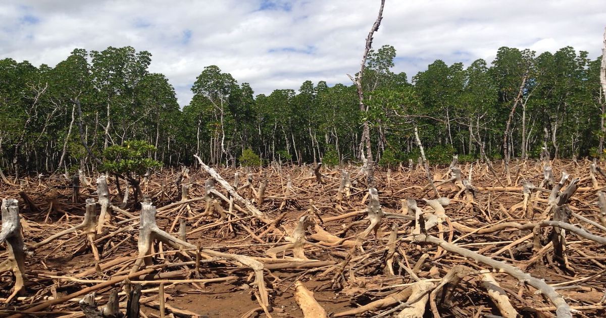 madagascar-deforestation-1666689688.jpg