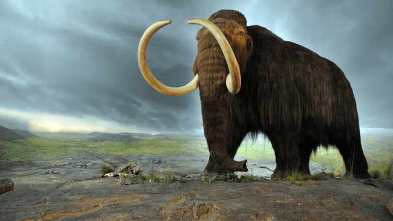 bring-back-woolly-mammoth-m-1700990482.png
