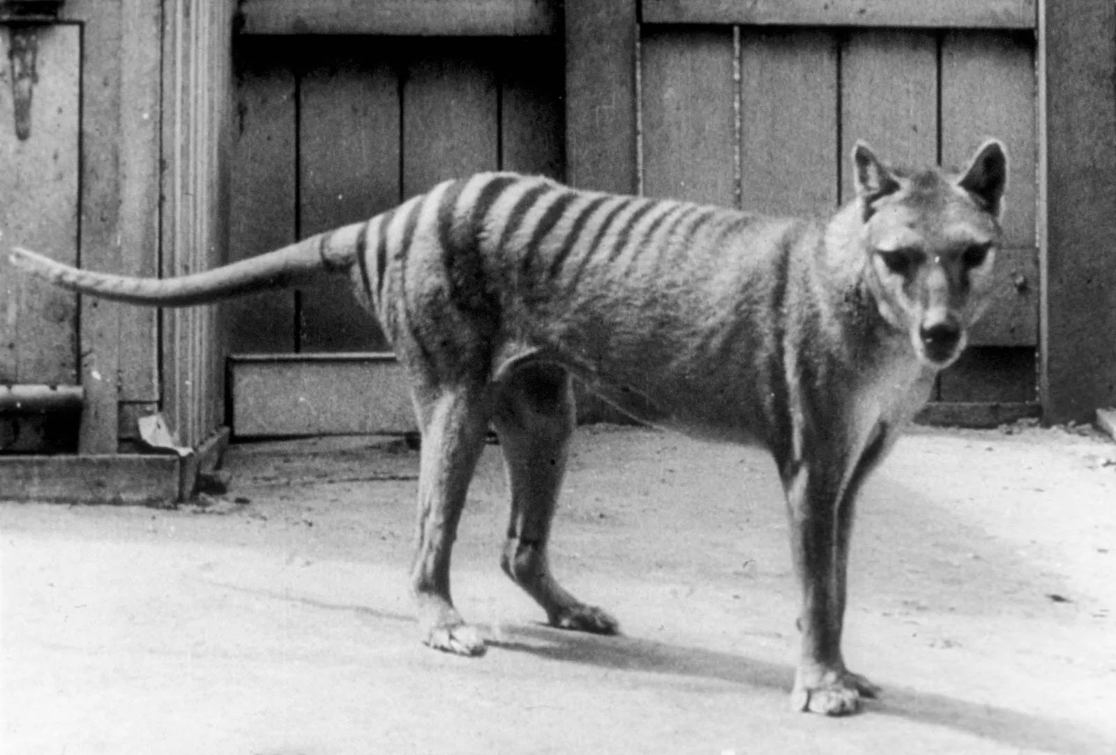thylacine-wolf-photo-hobart-zoo-australia-candidates-2014-1703235830.webp